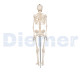 Esqueleto Humano a 18 Mini